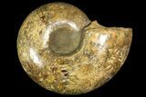 Honey-Orange Ammonite (Argonauticeras) - Befandriana, Madagascar #168517-4